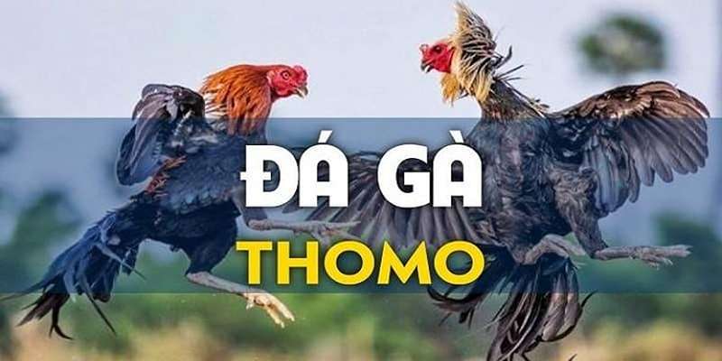 đá gà thomo mới nhất